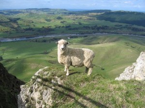 NZ_Sheep
